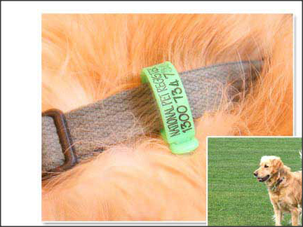Free Pet Id Tags From National Pet Register